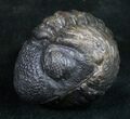 Large Enrolled Phacopid Trilobite - Mrakib, Morocco #10594-3